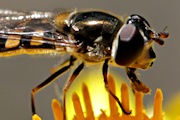 Hover Fly (Melangyna viridiceps) (Melangyna viridiceps)
